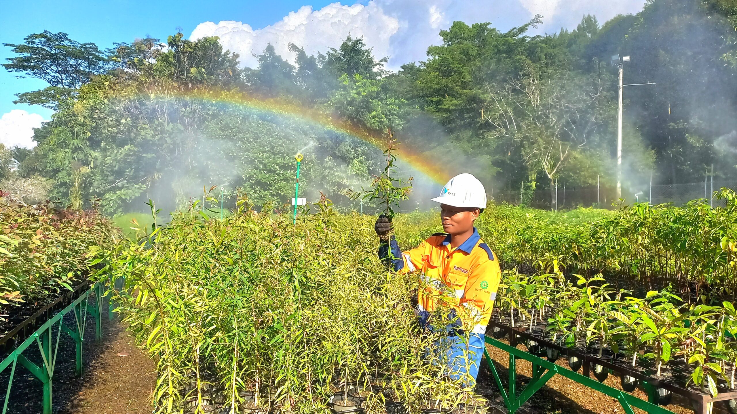 Melihat Masa Depan Lahan Bekas Tambang PT Vale Di Taman Kehati